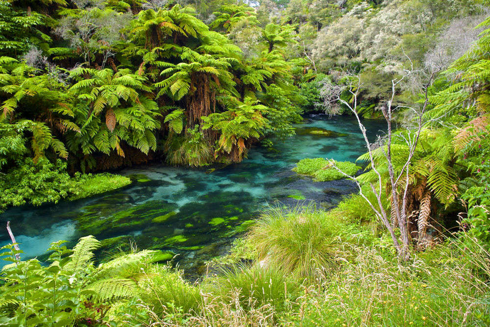 Blue Spring at Te Waihou Walkways, New Zealand - Times of India Travel