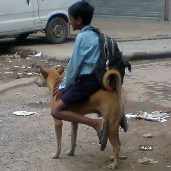 Here's a funny picture of a boy riding a street dog to school - Photogallery