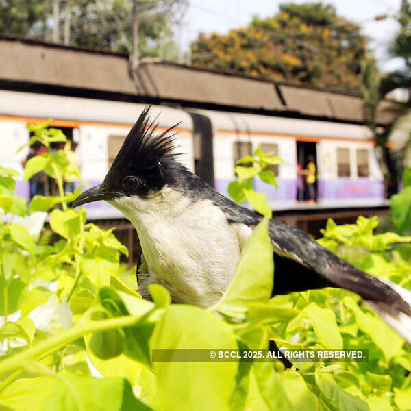 Pre monsoon bird Pied Crested Cuckoo Photogallery - Times of India