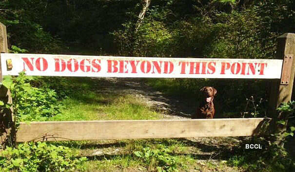 No dogs beyond this point