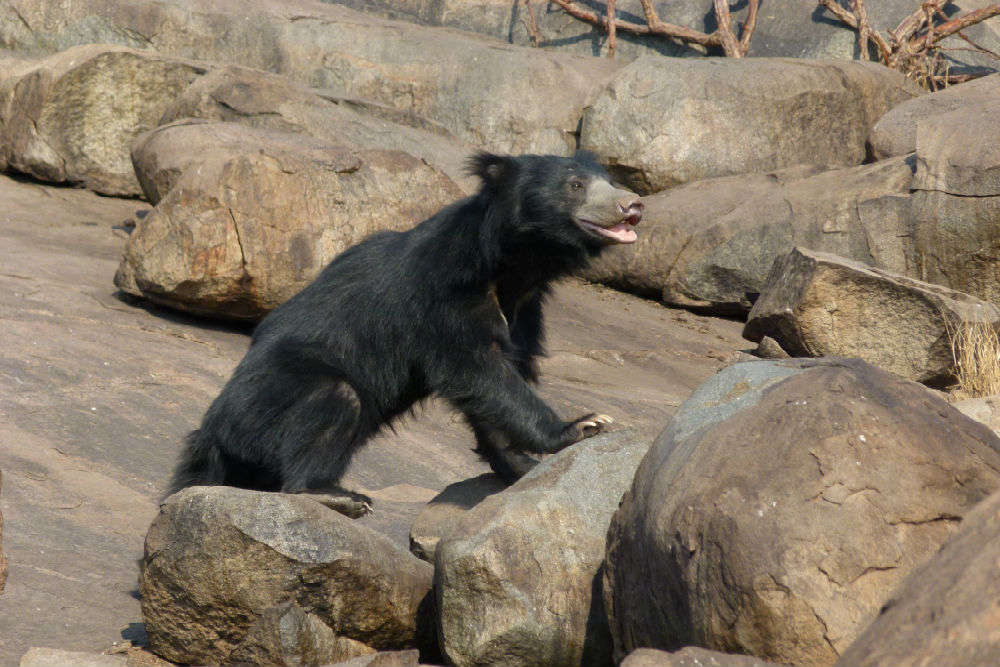 Daroji Sloth Bear Sanctuary: Get The Detail Of Daroji Sloth Bear ...