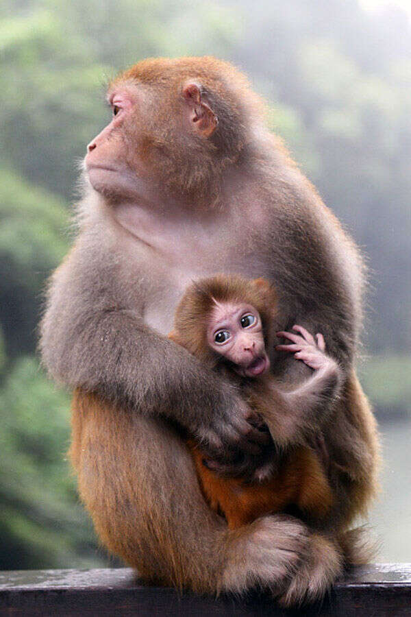 A mother macaque holds baby macaque