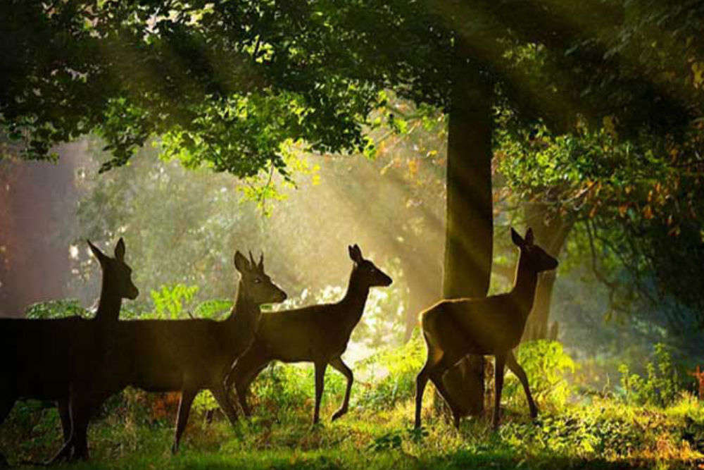 Top 10 Wildlife Sanctuaries In Odisha | Wildlife In Odisha | Times of India  Travel