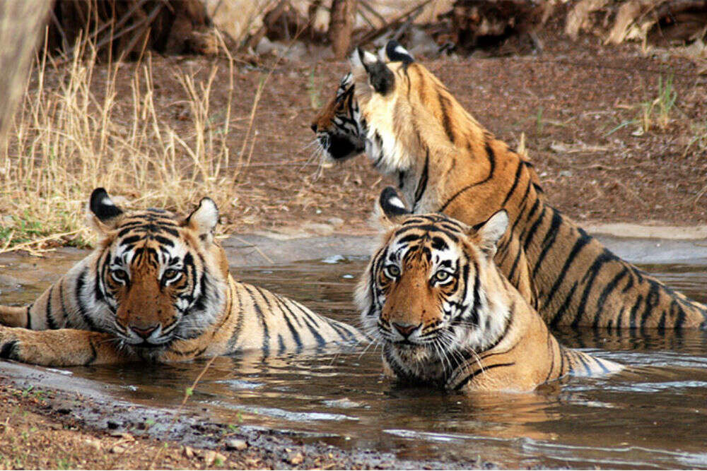 Wildlife sanctuary