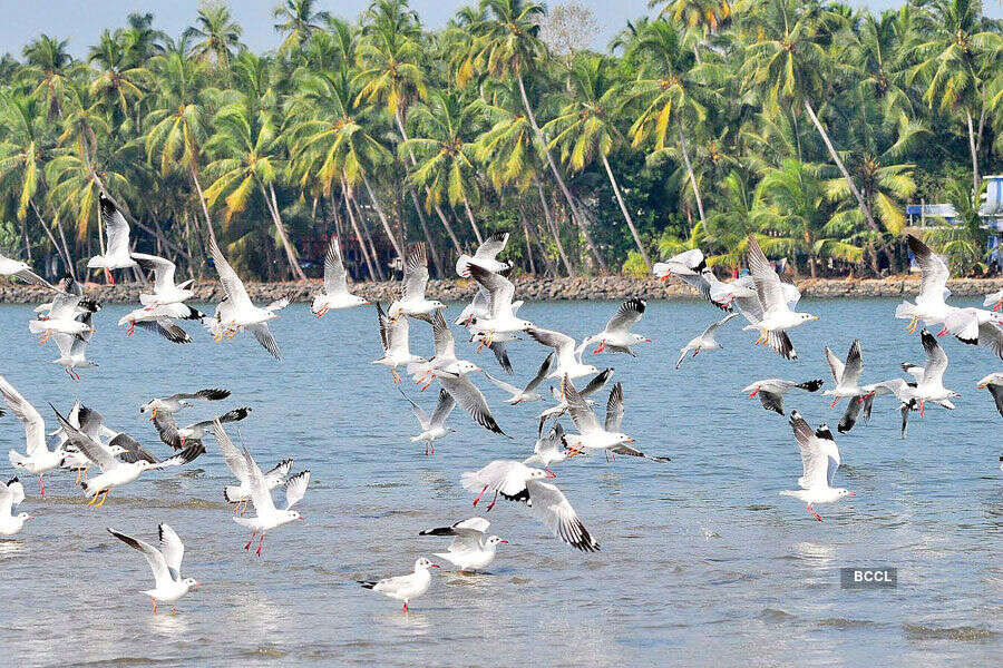 Kadalundi Bird Sanctuary