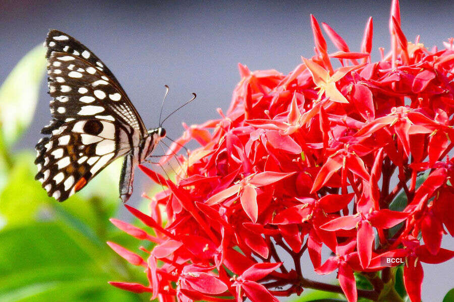 A butterfly feeding on nectar