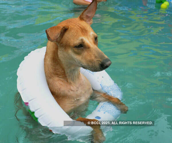 Barfi during the Pooch Pool Party