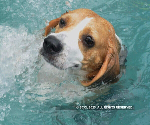Coco during the Pooch Pool Party