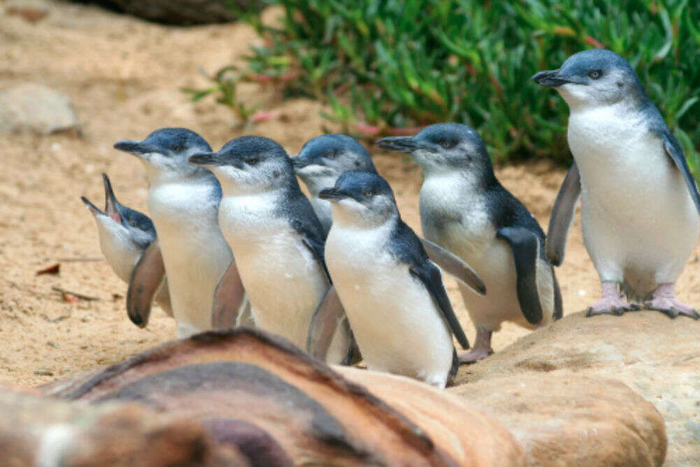 Watching Penguin Parade Penguin Parade