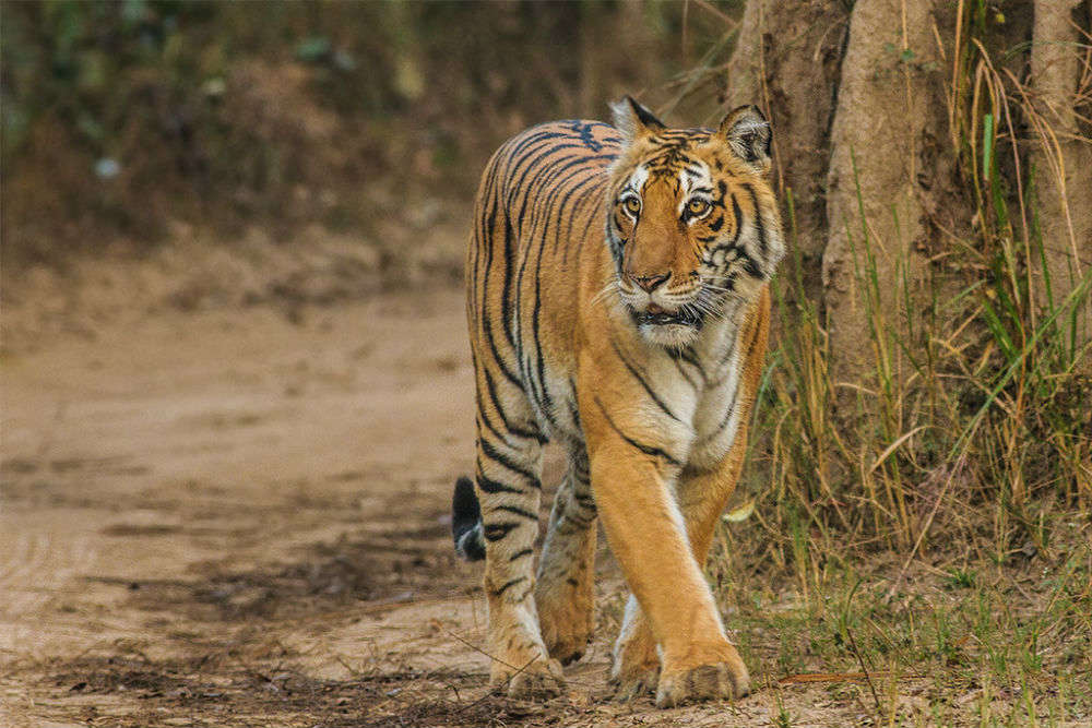 Buxa Tiger Reserve, Dooars - TimesTravel