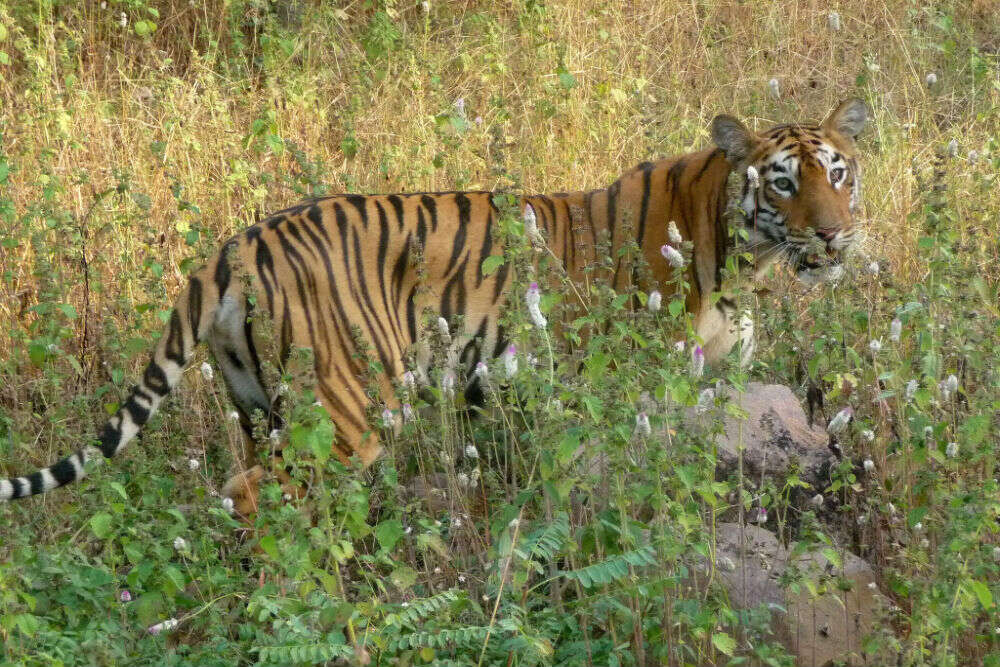 Chapramari Wildlife Sanctuary