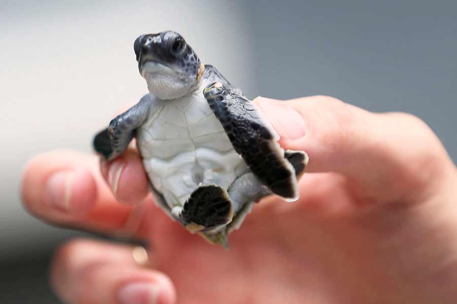 Picture package of the day