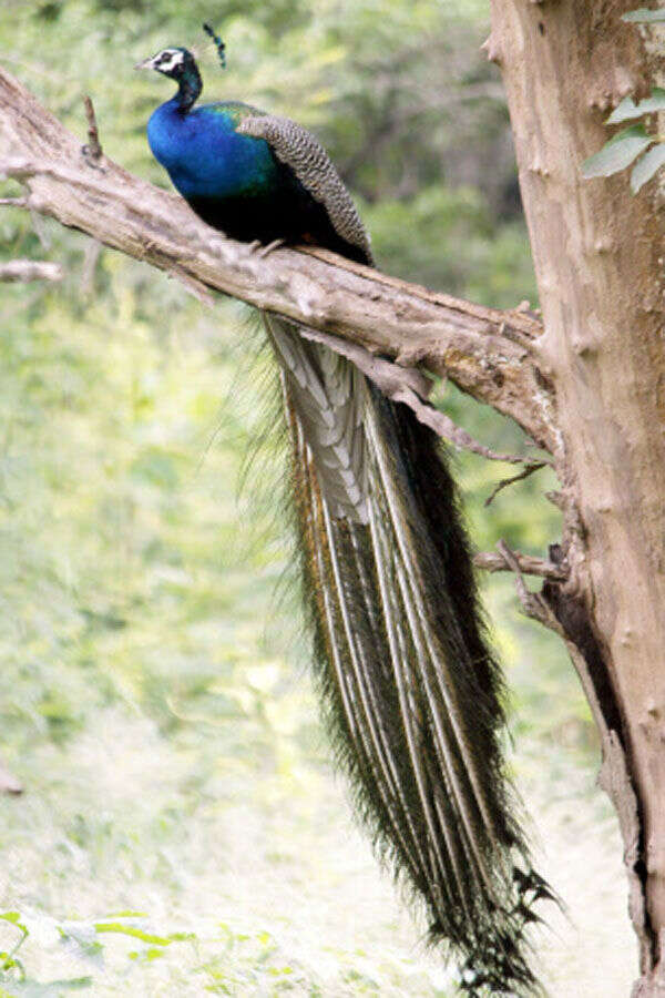 With the advent of monsoon