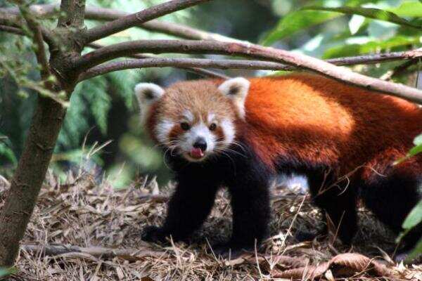 Red Panda is found in Sikkim, Assam and parts of Himalayas