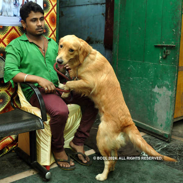 Happy pawfect friendship day celebration