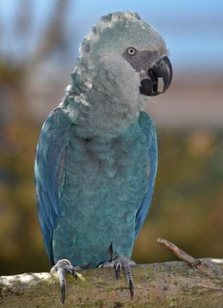 Spix's Macaw is also known as little blue macaw