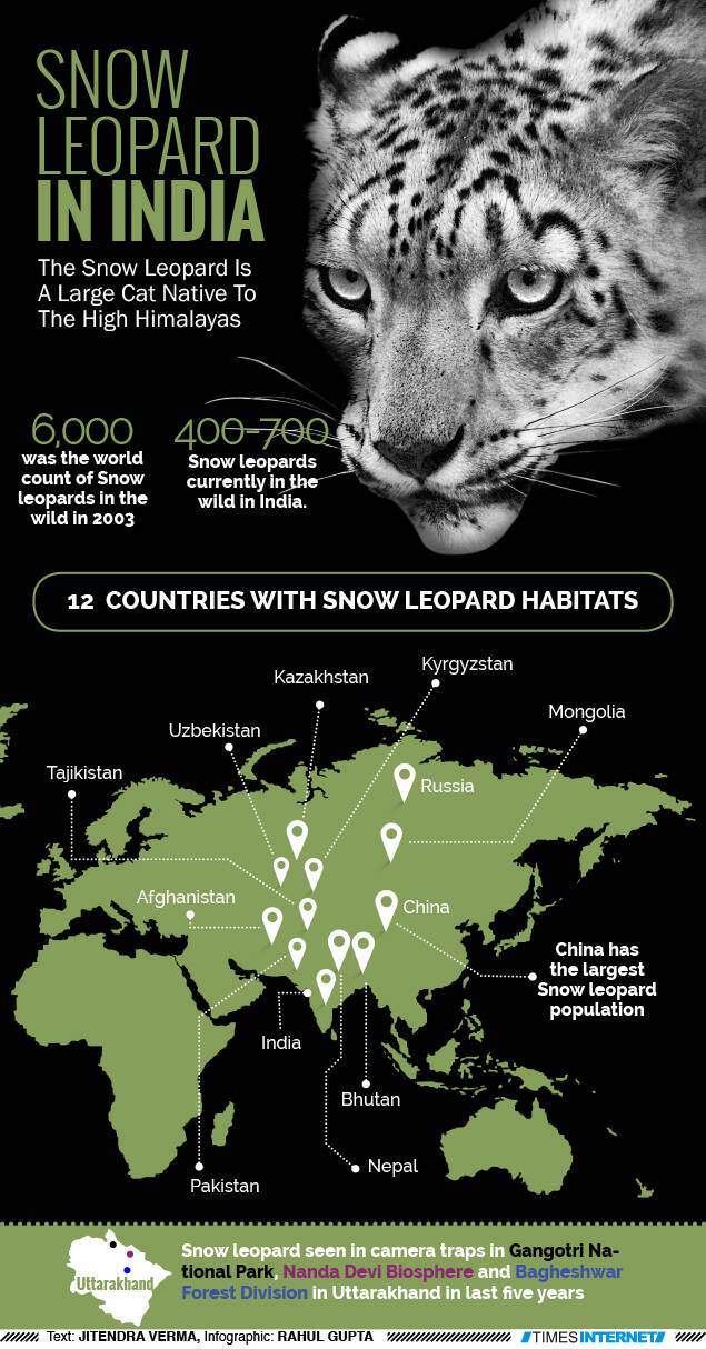 Infographic: Snow leopard in India - Times of India