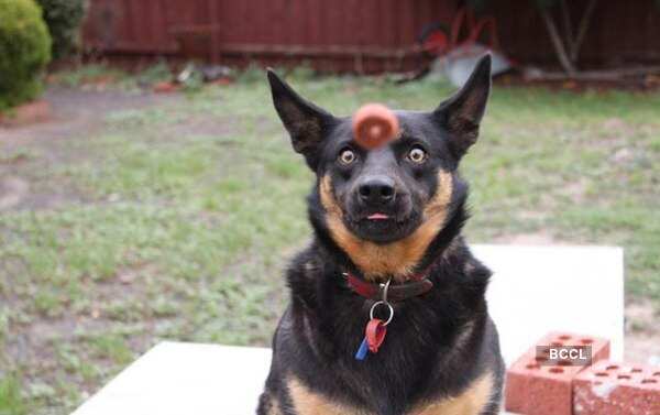 This dog is aware of the approaching object