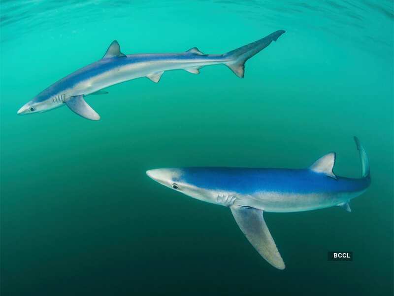 Coast and marine category: Paul Colley