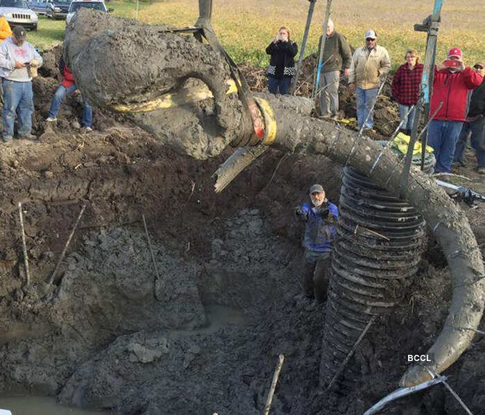 The bones will be cleaned and examined