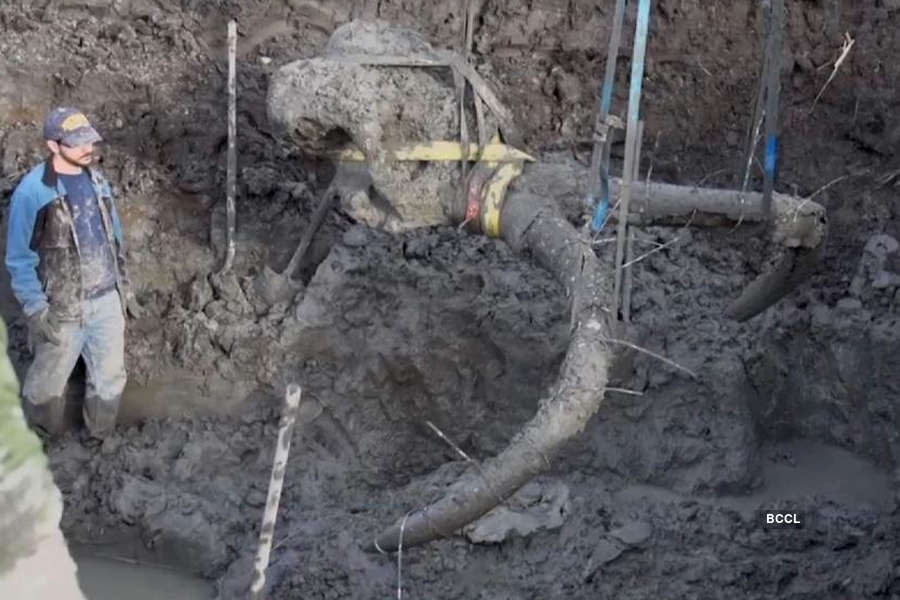 Farmer finds woolly mammoth bones