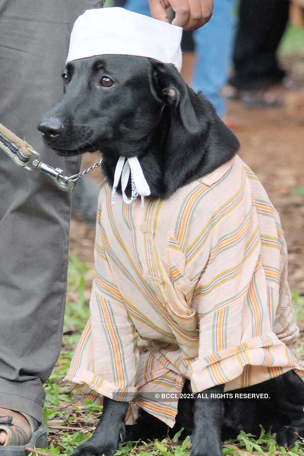 A dog dressed in khadi ensembles during the &lsquo;Dog Marathon&rsquo;