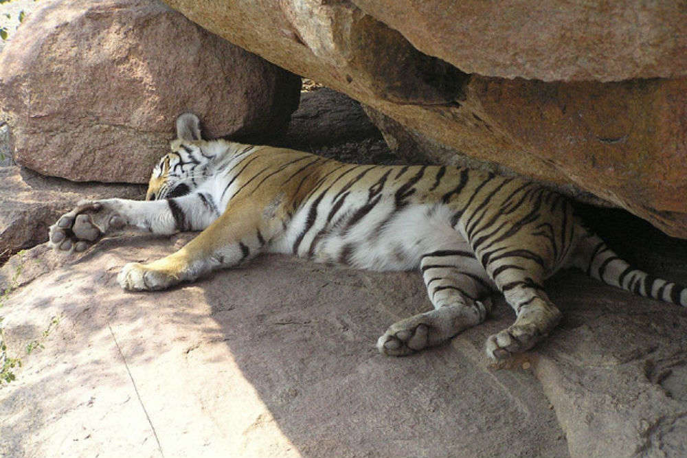 Jaipur Zoo, Jaipur - Times of India Travel