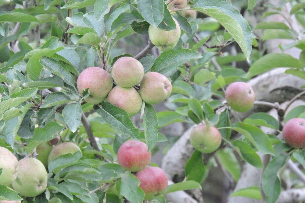 Apple Story of Thanedhar