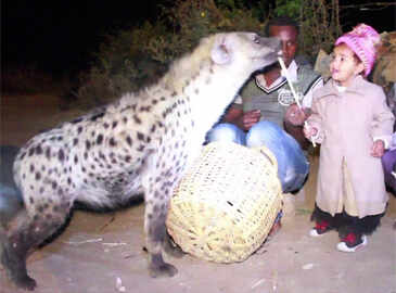 Hyena feeding in Ethiopia becomes tourist attraction