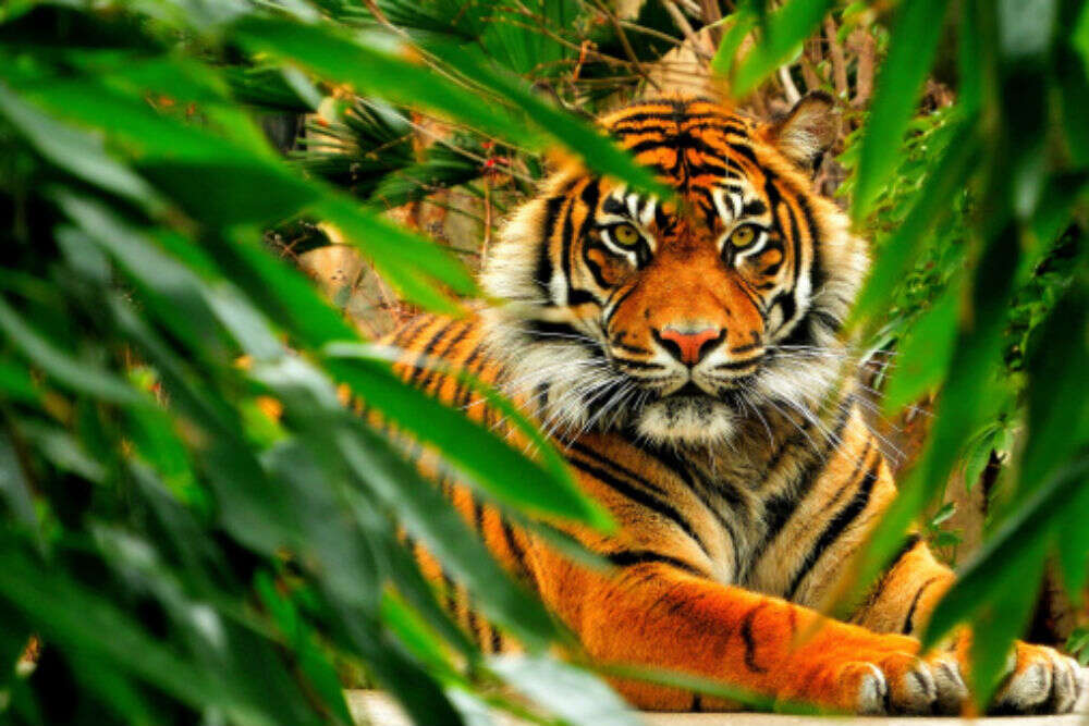 Bandhavgarh National Park Madhya Pradesh - HappyTrips | Times of India ...