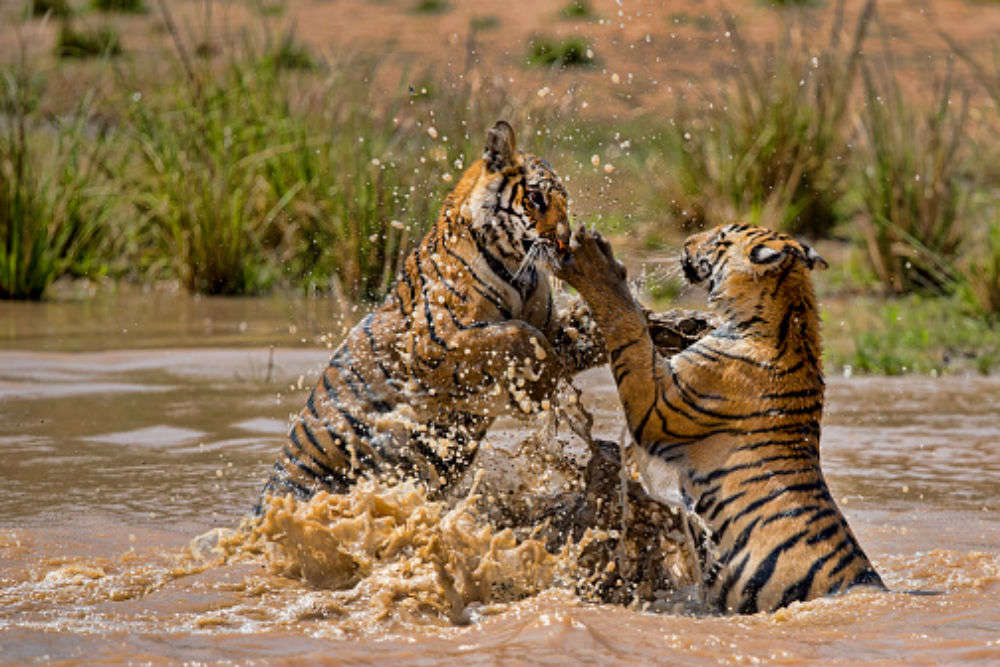 Bandhavgarh National Park Madhya Pradesh - HappyTrips | Times of India ...