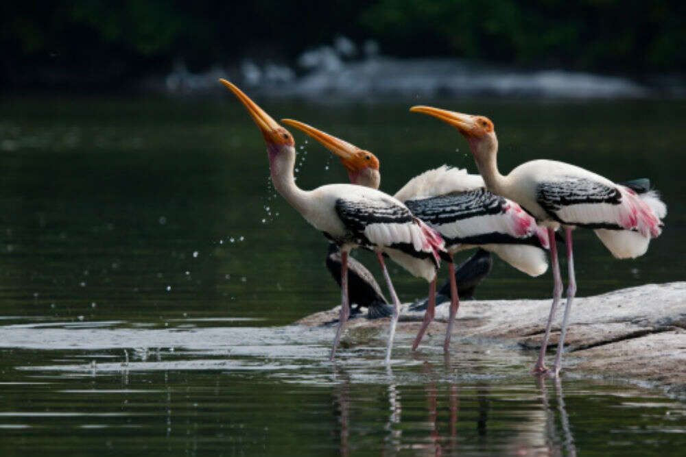 Ousteri Wetland