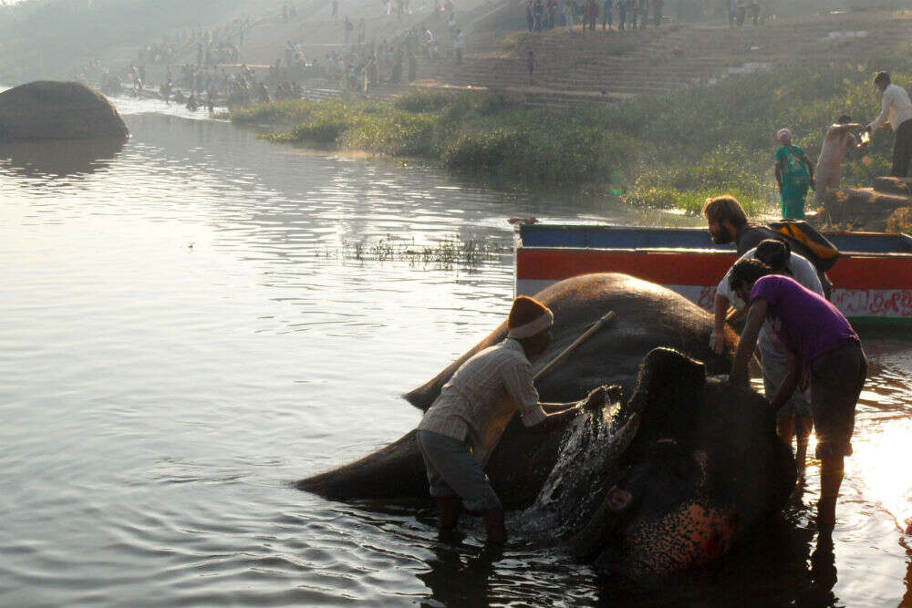 Get blessed by an elephant
