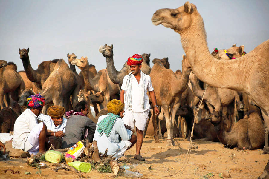 Pushkar Fair: Colourful delight