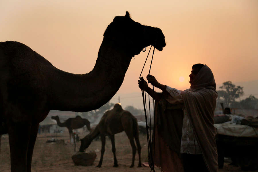 Pushkar Fair: Colourful delight