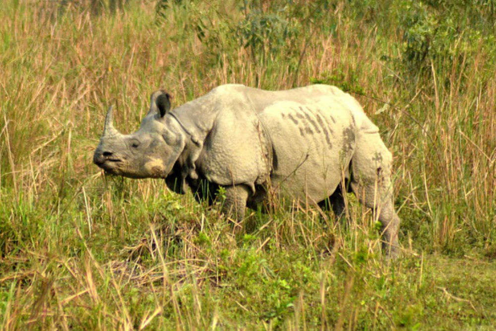 A guide to safari in Kaziranga National Park