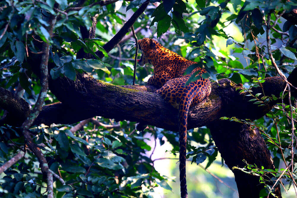 Kaav Safari Lodge in Kabini effortlessly casts a spell on visitors Kabini Leopard