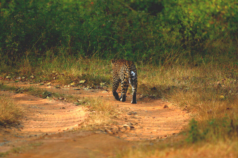 Kaav Safari Lodge in Kabini effortlessly casts a spell on visitors Leopard