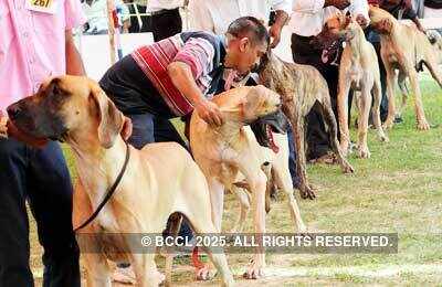 Dog show