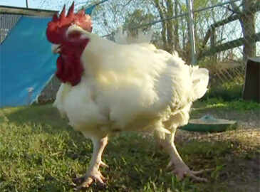 Texas boy shows off his 23-pound chicken