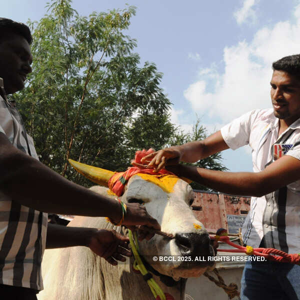 Centre allows bull-taming sport Jallikattu in Tamil Nadu