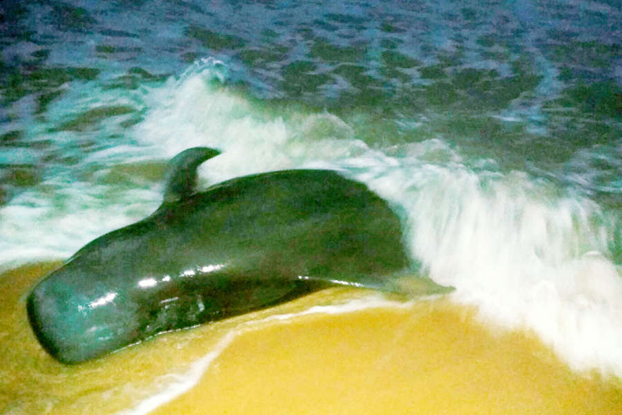 45 whales die in Tamil Nadu