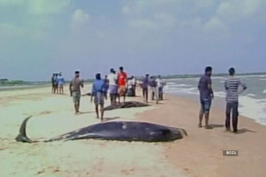 45 whales die in Tamil Nadu