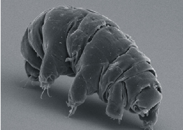 Scientists successfully revive animal frozen 30 years ago