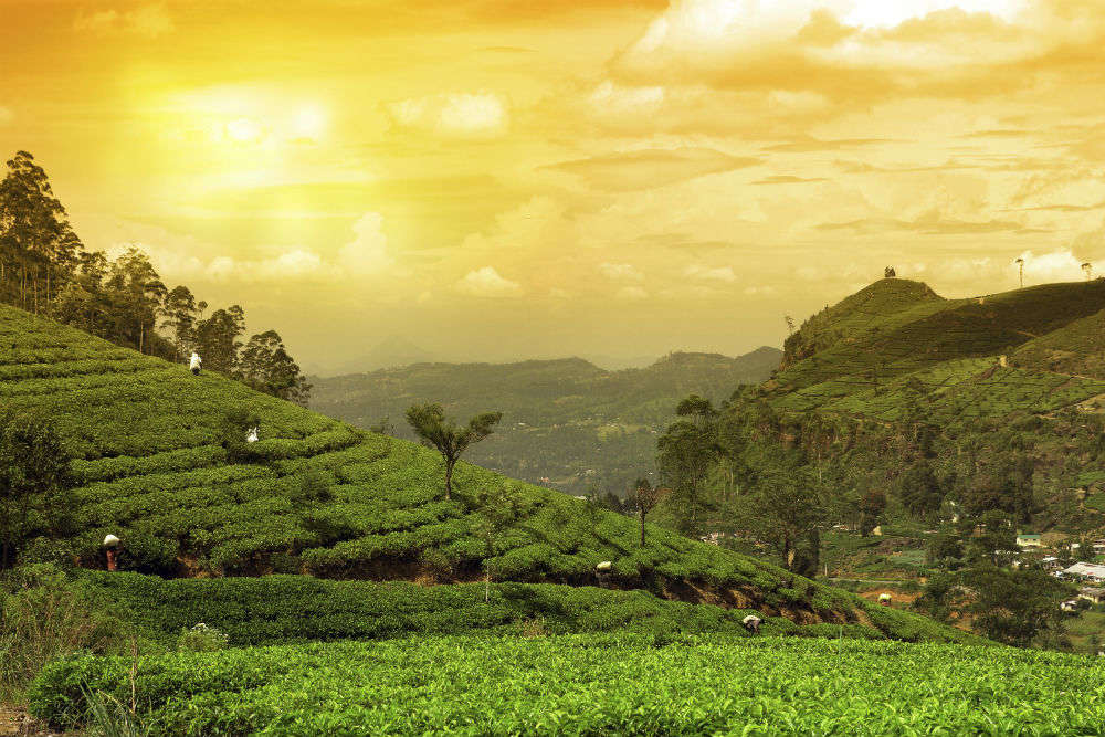 Assam Tea Gardens Times Of India Travel