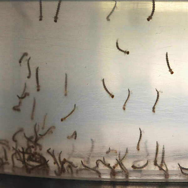 Zika virus: A new global threat