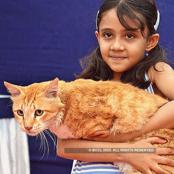 Vintage car & Dog show