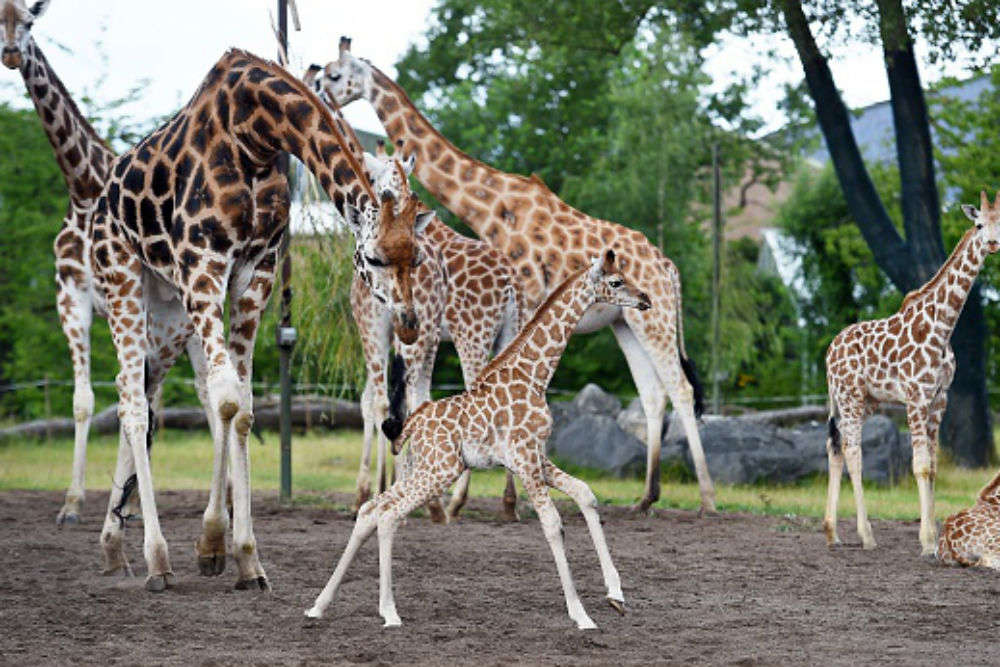 Chester Zoo, Chester - Times of India Travel