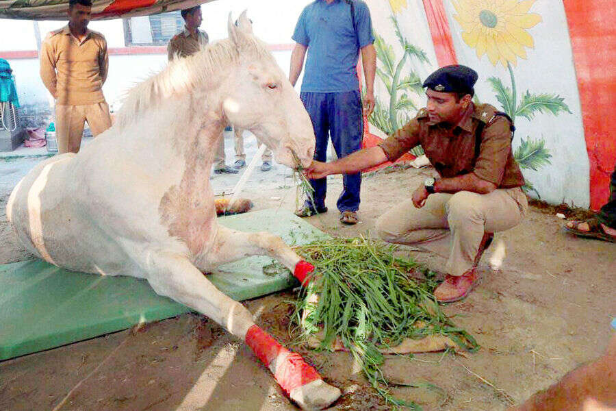 Police horse 'Shaktiman' passes away