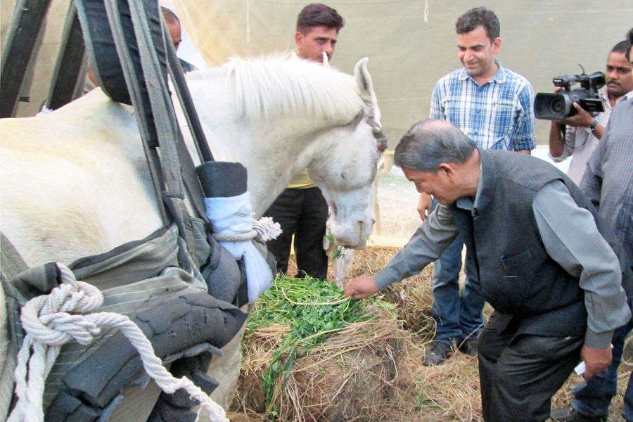 Police horse 'Shaktiman' passes away